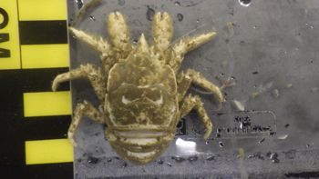 Media type: image;   Invertebrate Zoology 153121 Description: live specimen;